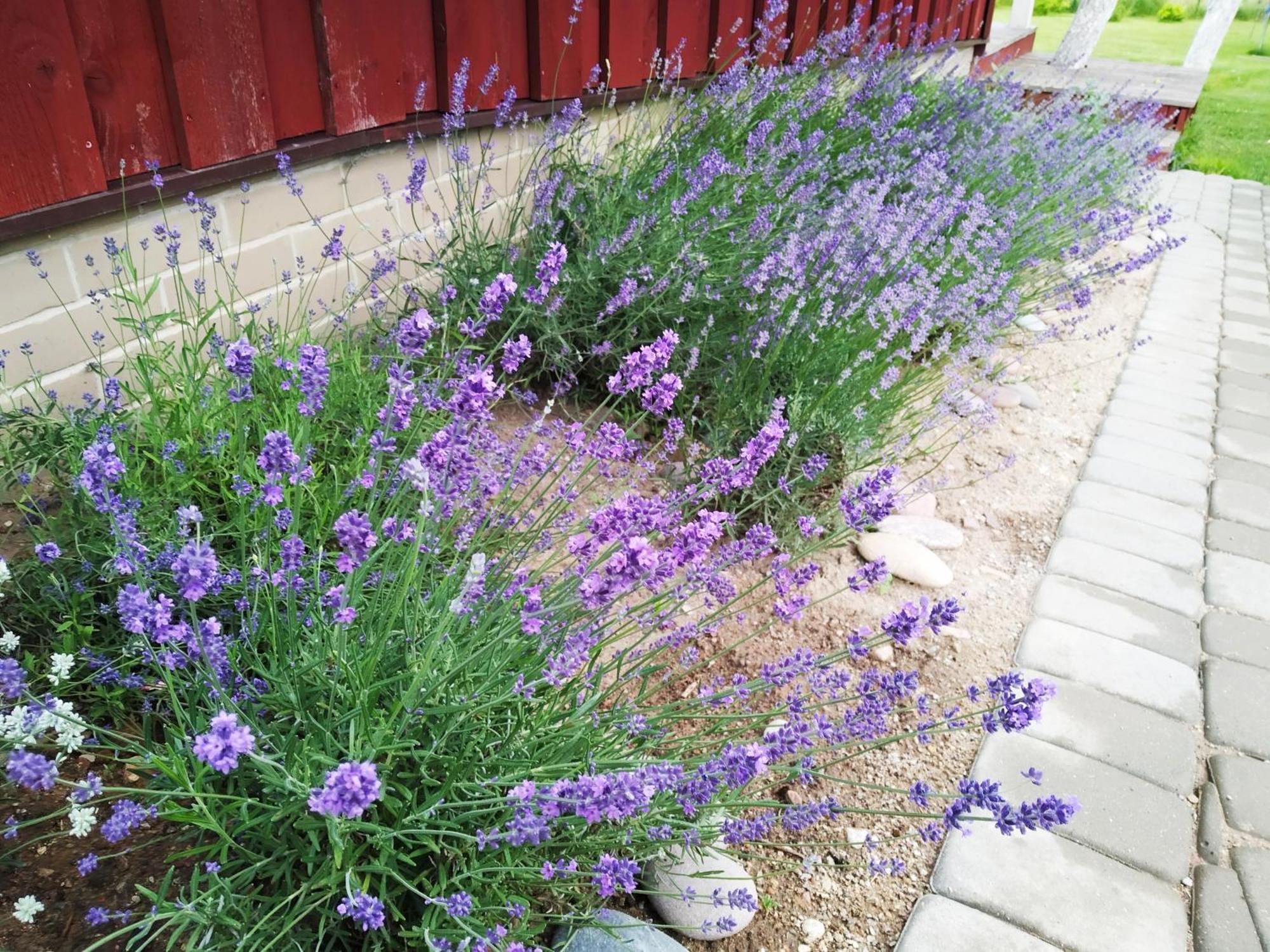 9 Min From Palanga! Luxury House On The River And Sauna Kretinga Exterior photo